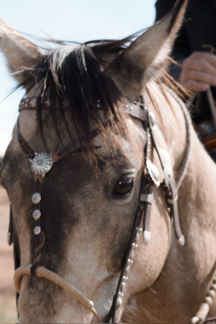Introducing & Fitting The Hackamore