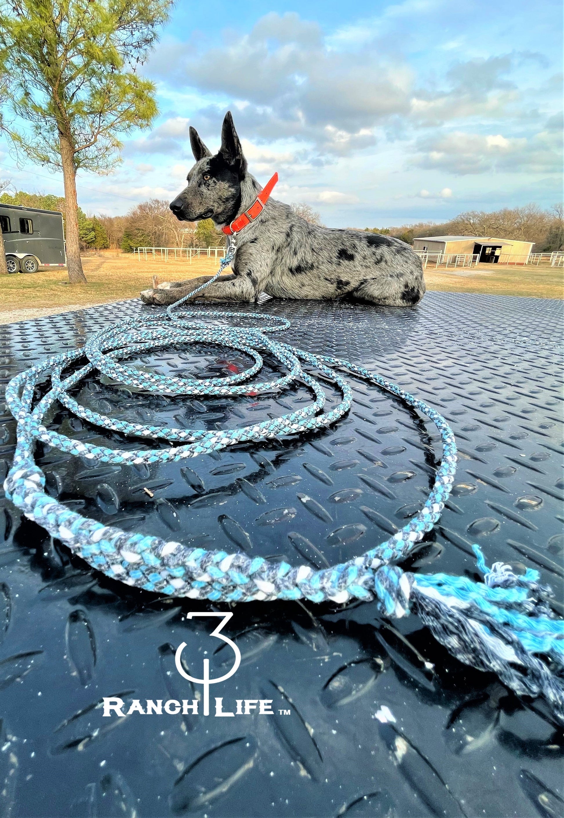 Dog Training Leash